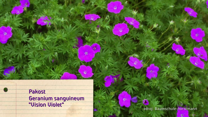 Nova zahrada - pakost